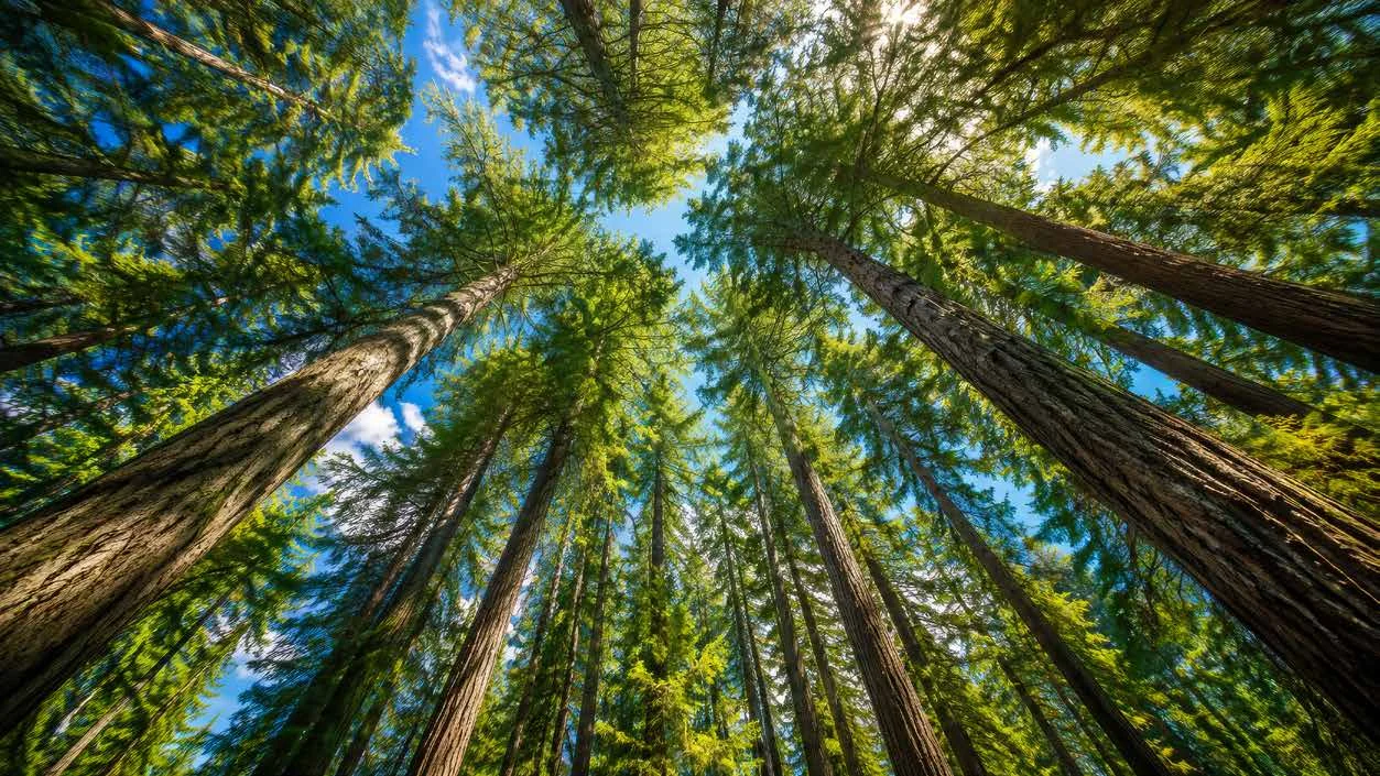 Abhinandan Lodha Shimla - The Ridge deodar canopy in the 951-hectare protected forest at Mashobra