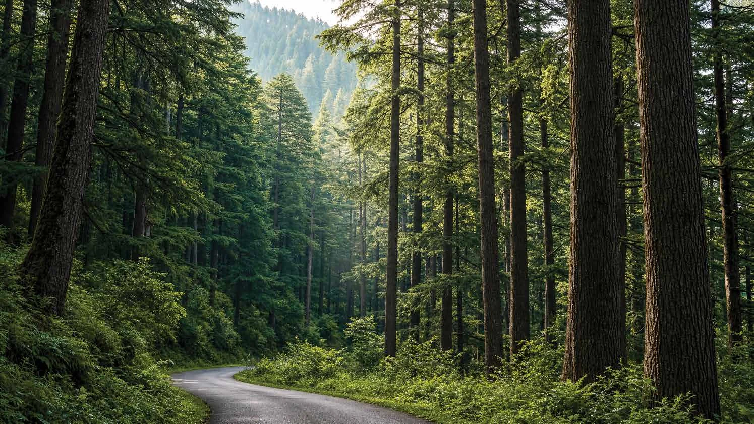 Abhinandan Lodha Shimla - The Ridge walking trail through the deodar forest at Mashobra